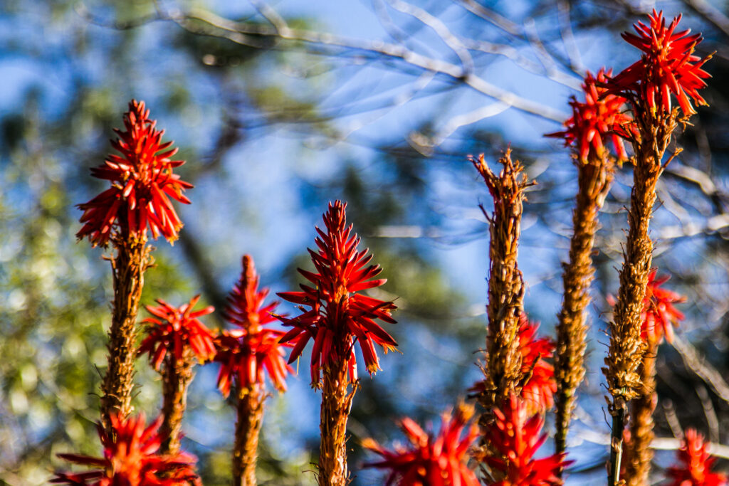 Aloe arborescens flowering in the Little Karoo, southern Africa