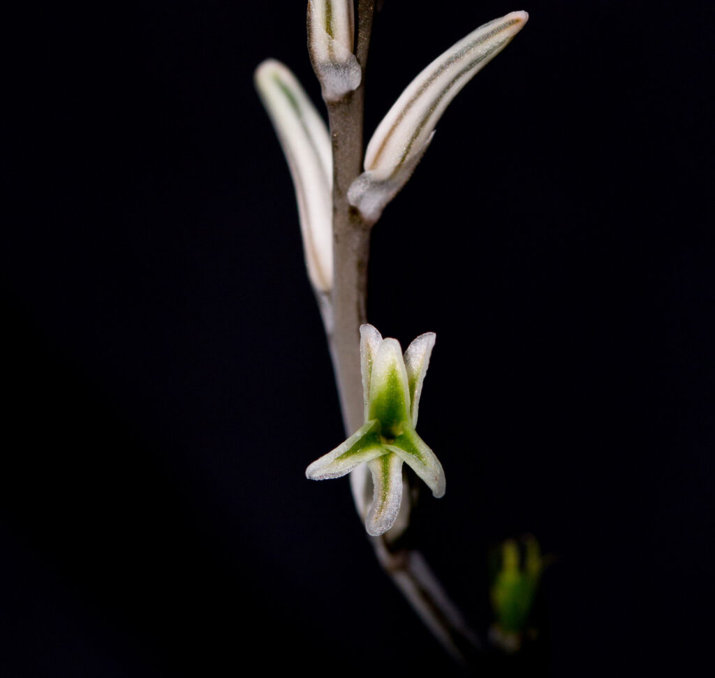 Haworthia flower from southern Africa