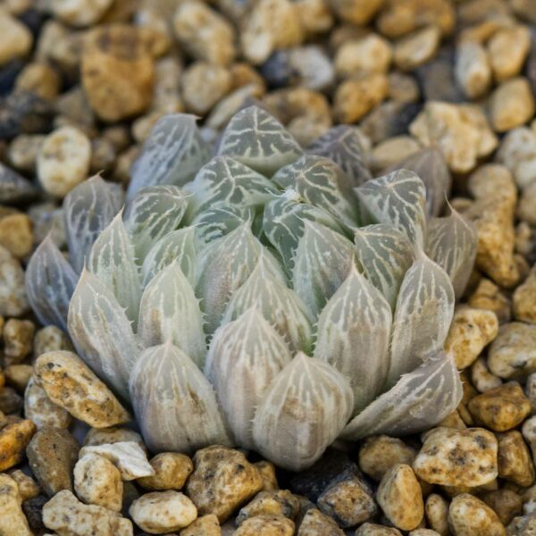 Haworthia cooperi 'Silver Swirl'