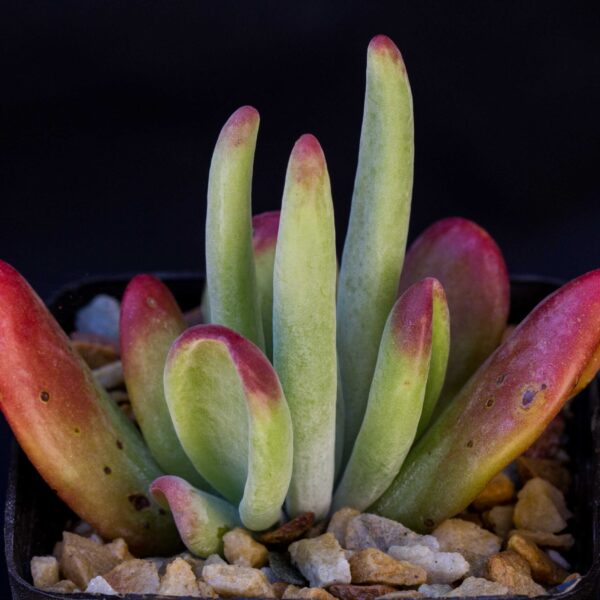 Kalanchoe luciae 'Oricula'