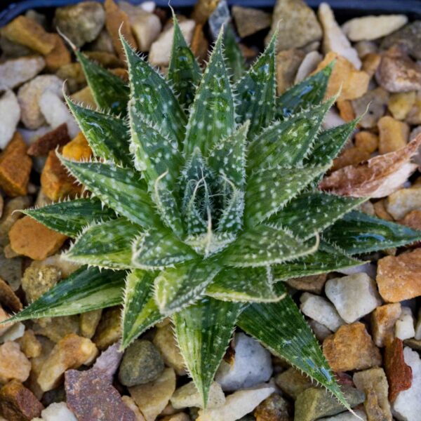 Aristaloe aristata f. variegata