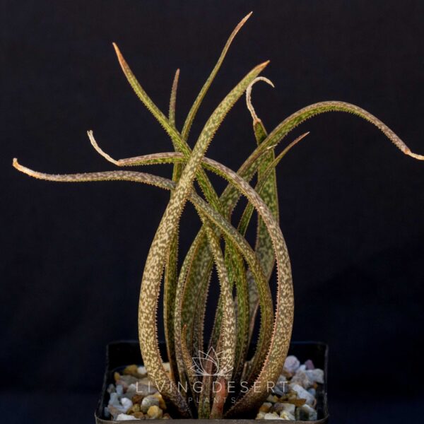 Aloe albiflora