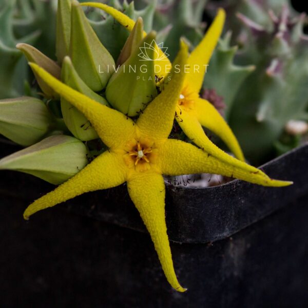 Orbea lutea