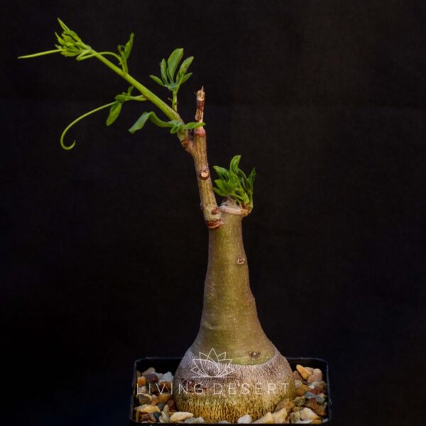 Adenia glauca (dormant, no leaves)