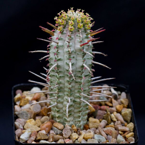 Euphorbia mammillaris f. variegata