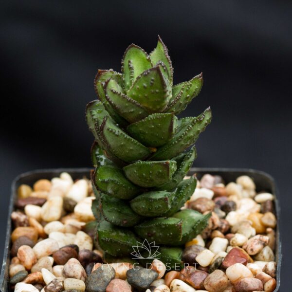 Astroloba bullulata