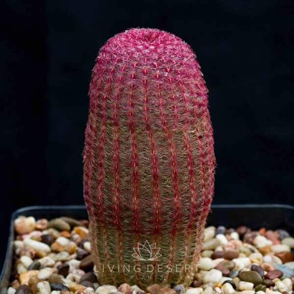 Rainbow Cactus - Echinocereus rigidissimus v. rubispinus (extra large)