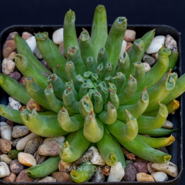 Sempervivum tectorum ‘Oddity’