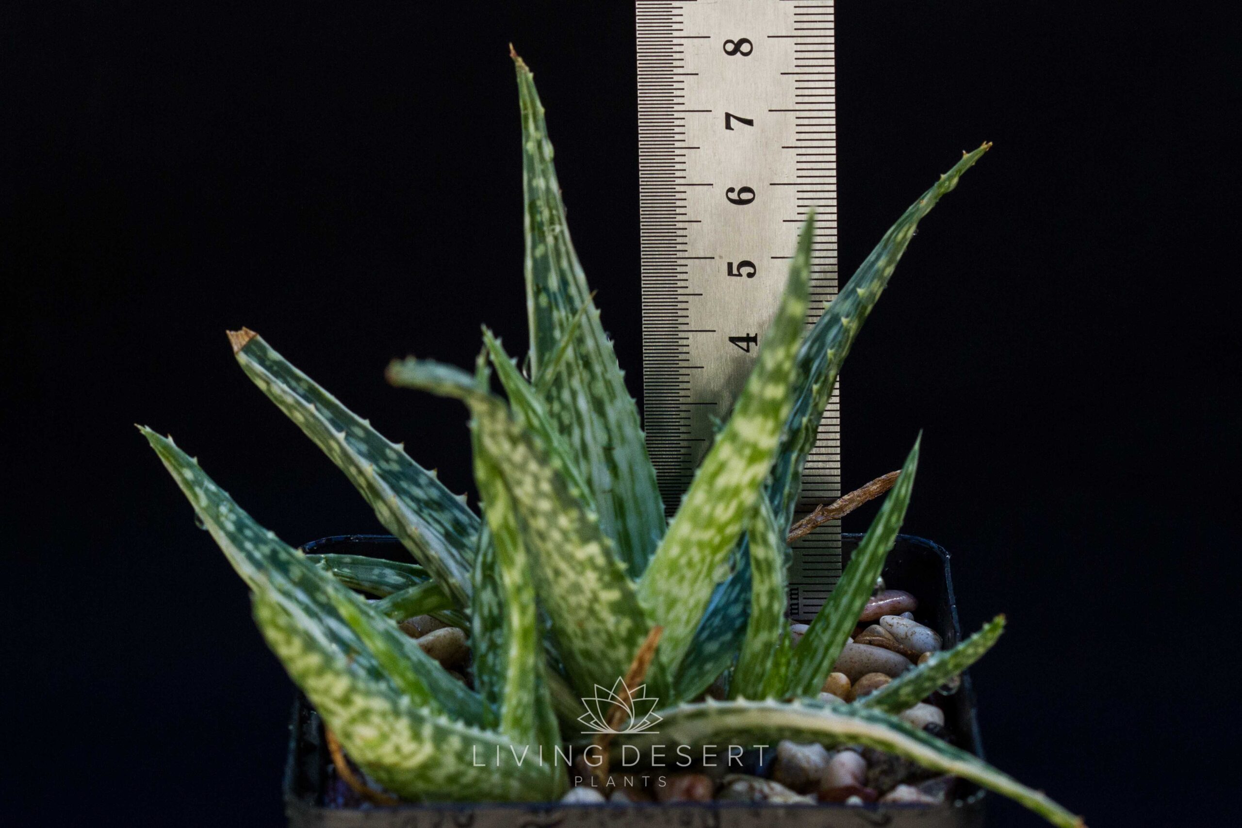 Aloe maculata f. variegata for sale - Living Desert Plants