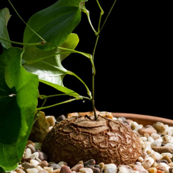 Dioscorea elephantipes - Elephant's Foot succulent (5cm)