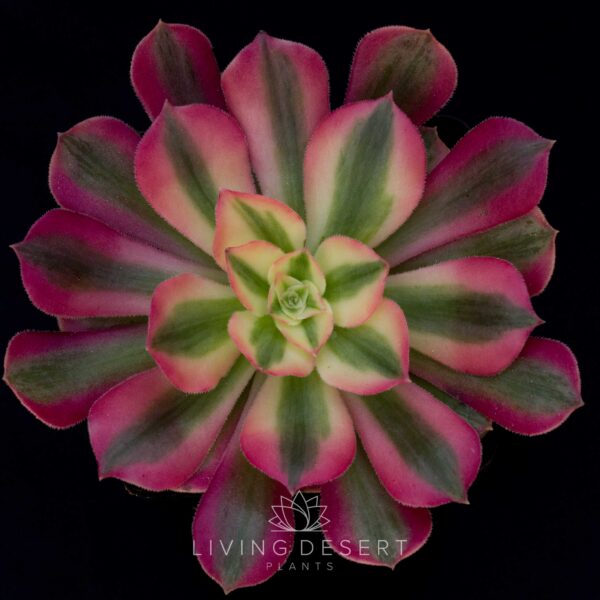 Aeonium 'Pink Witch'