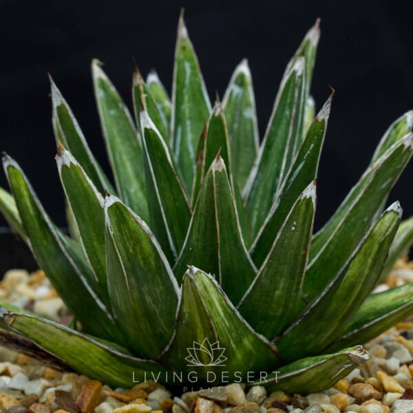 Agave victoria-reginae f. variegata