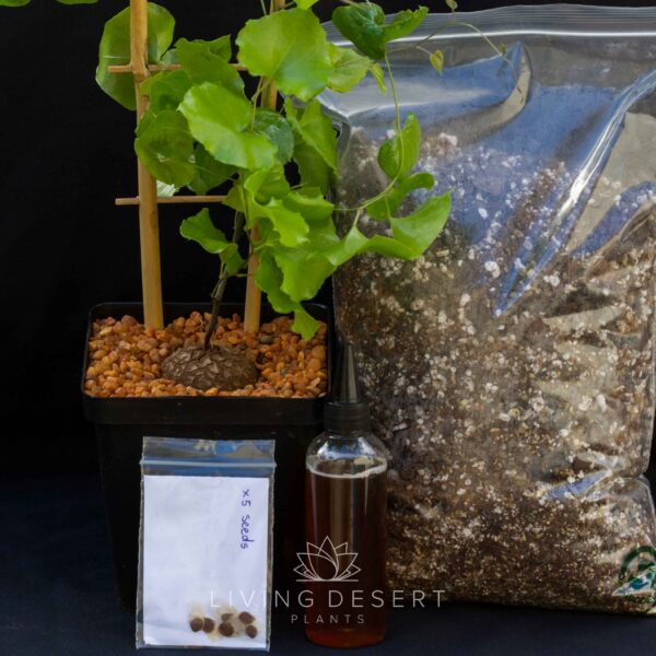 Dioscorea elephantipes Starter Kit
