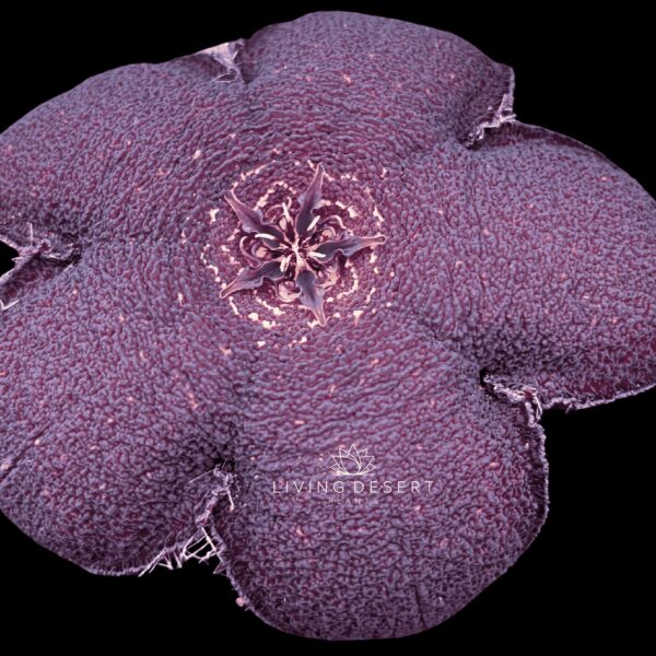 Tridentia gemmiflora