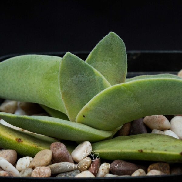 Crassula perfoliata v. falcata f. variegata