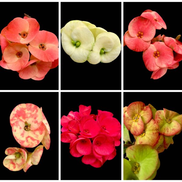 Euphorbia milii - Thai hybrid (random colour)