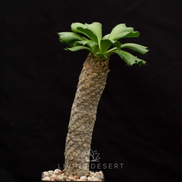 Euphorbia unispina
