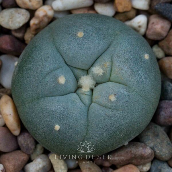 Lophophora fricii