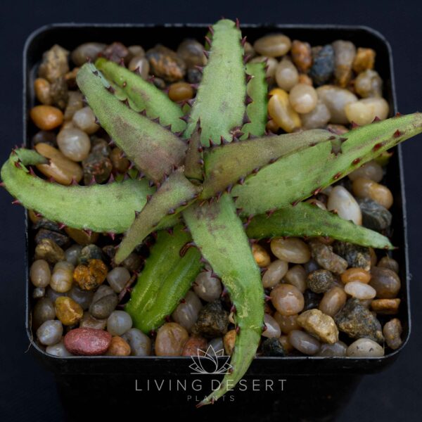 Aloe castilloniae