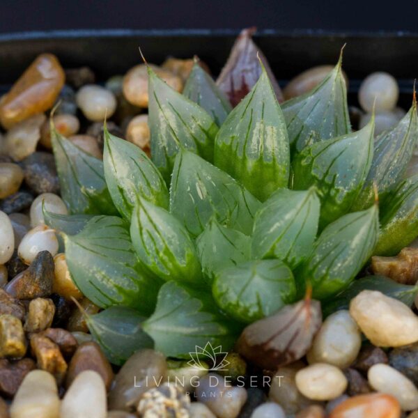 Haworthia 'Sciaky' mutant