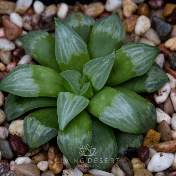 Haworthia mutica 'Byakuya'