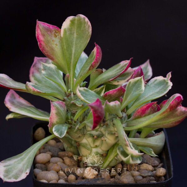 Monadenium stapelioides f. variegata