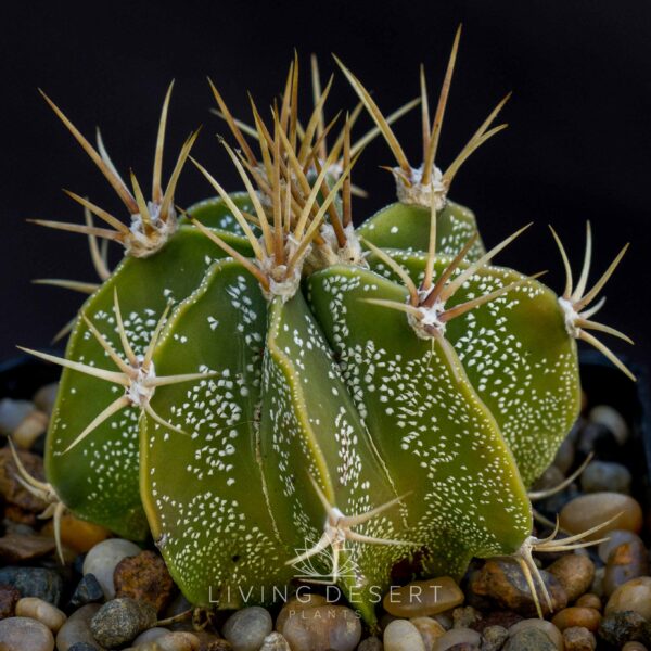 Astrophytum ornatum