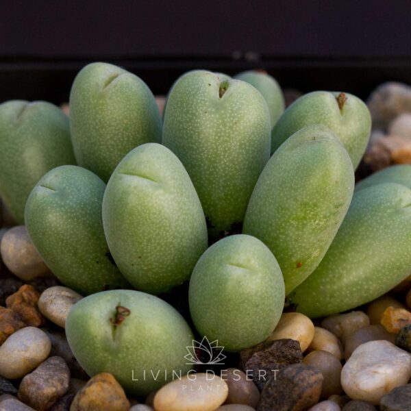 Conophytum meyeri