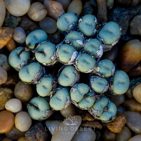 Conophytum minitum v. minutum