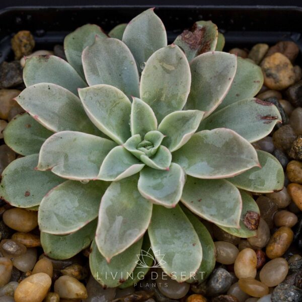 Echeveria 'Fantastic Fountain'