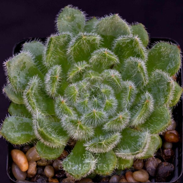 Echeveria setosa v. ciliata