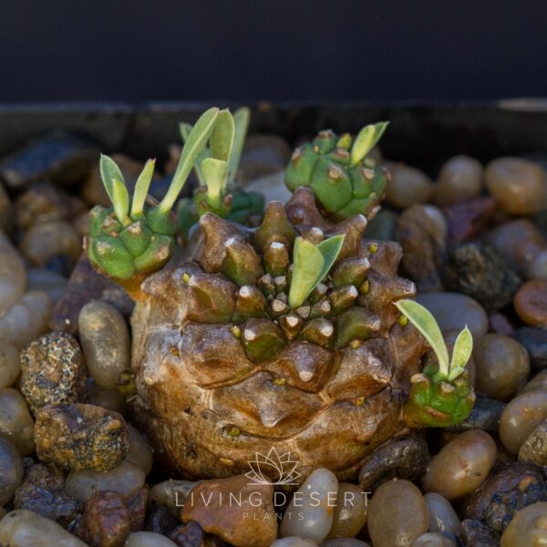 Euphorbia 'Cocklebur'