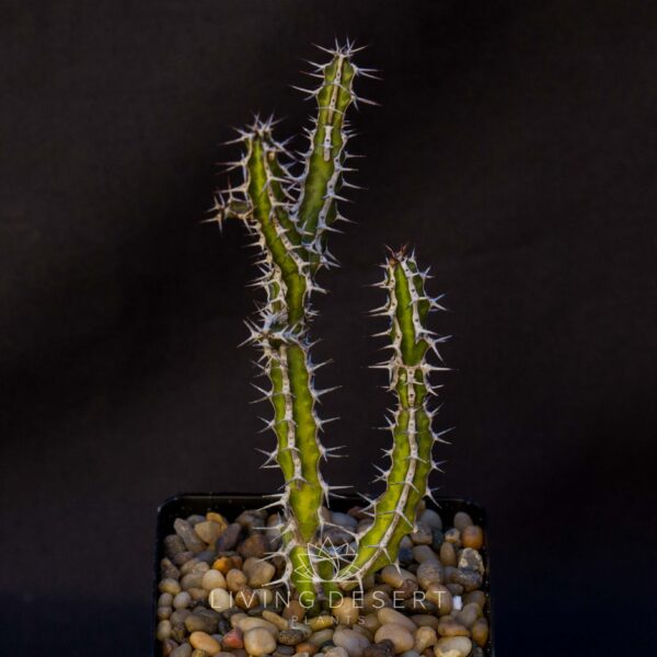 Euphorbia griseola