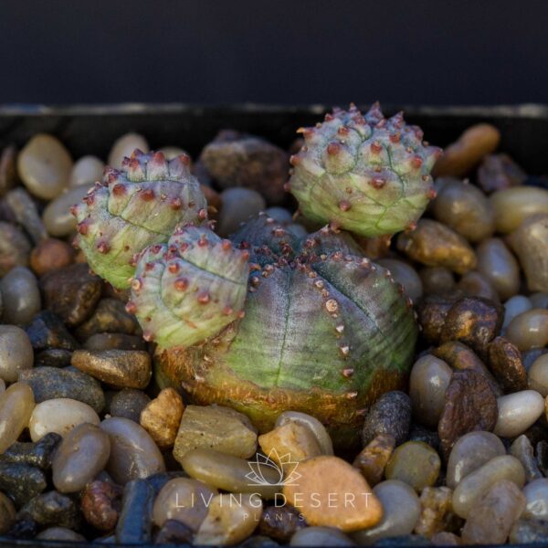 Euphorbia obesa x globosa