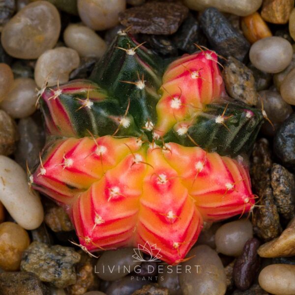 Gymnocalycium mihanovichii f. variegata (minimal roots)
