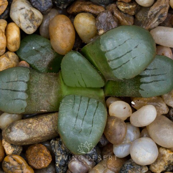 Haworthia springbokvlakensis - Sandpoort