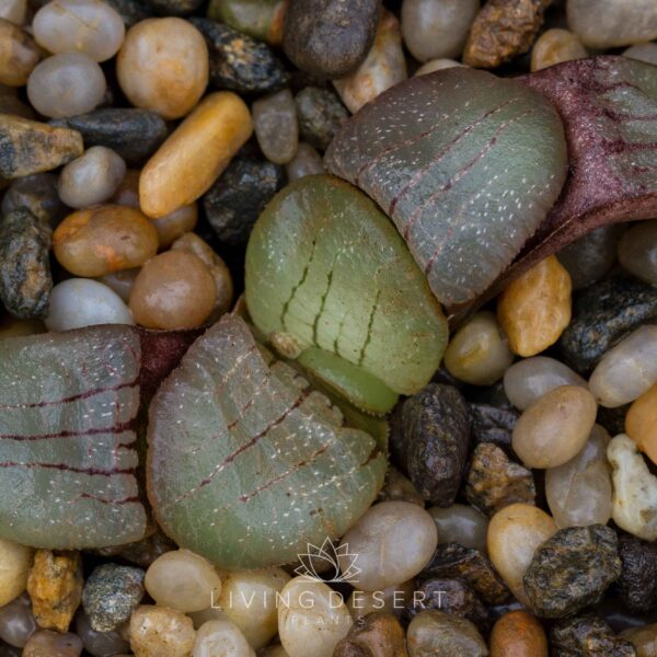 Haworthia springbokvlakensis - Skietnek