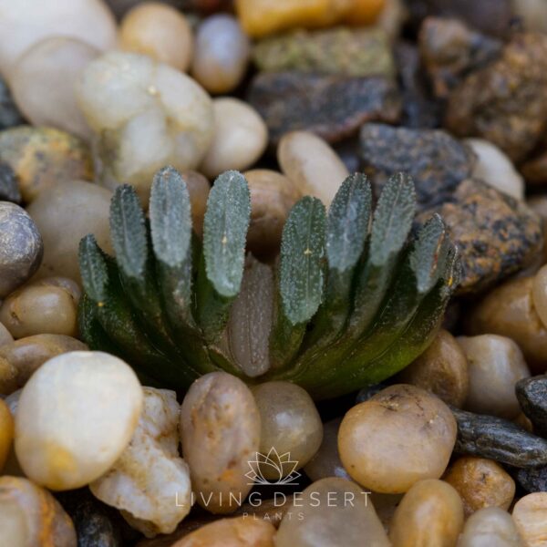 Haworthia truncata v. minor (small plants)