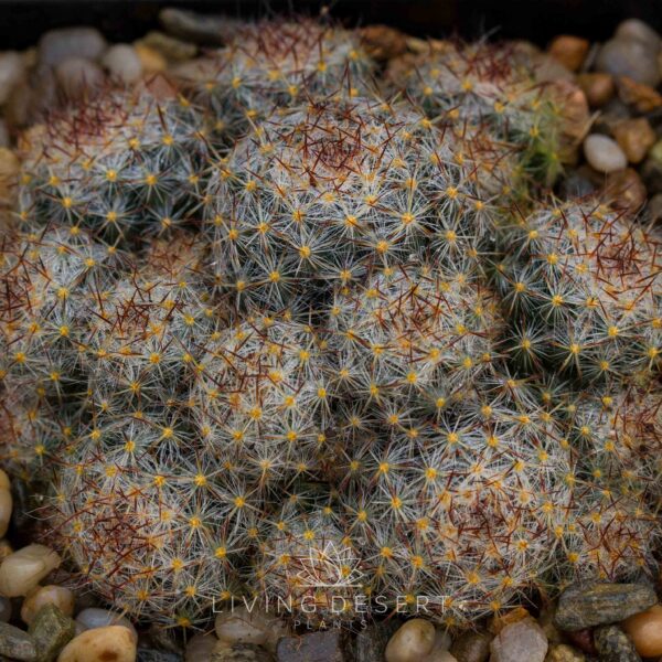 Mammillaria prolifera v. texana (large cluster)