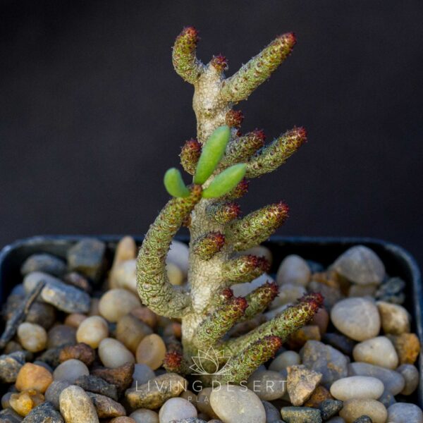 Tylecodon buchholzianus
