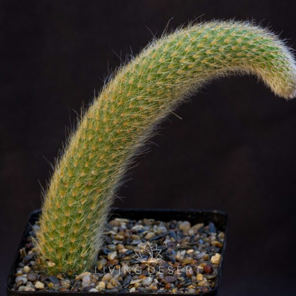 Monkey's Tail cactus - Cleistocactus colademononis