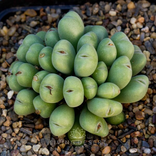Conophytum meyeri