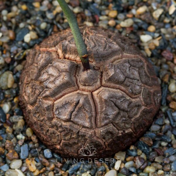 Dioscorea elephantipes - Elephant's Foot succulent (6cm)