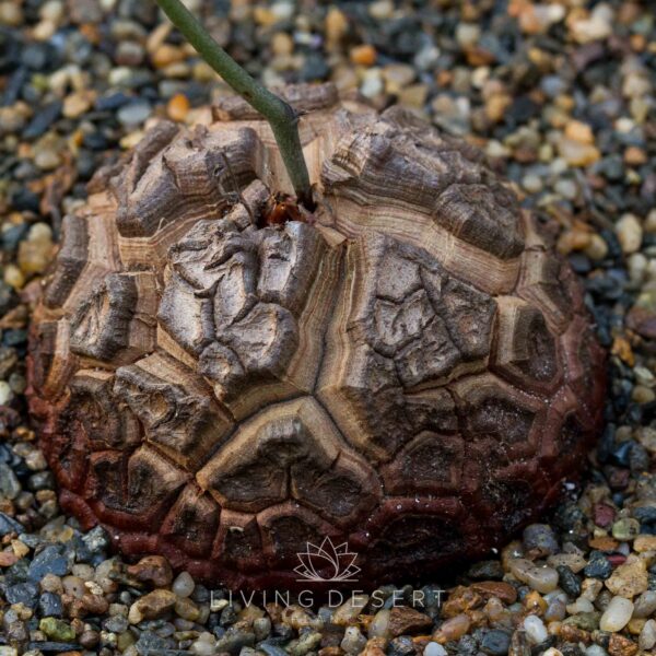 Dioscorea elephantipes - Elephant's Foot succulent (7cm)