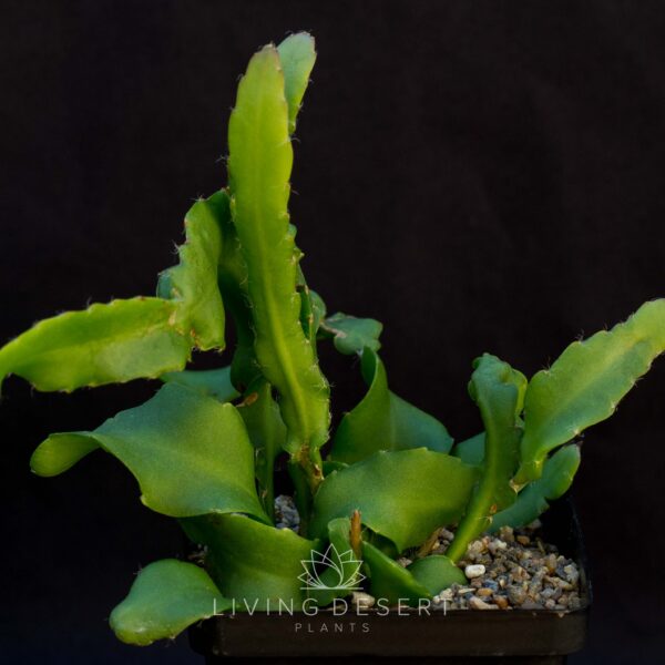 Epiphyllum guatemalense f. monstruosa