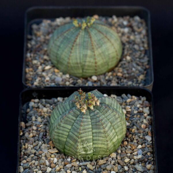 Euphorbia obesa (Breeding pair, 2 plants)