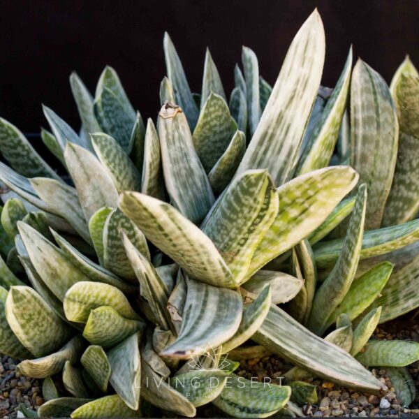 Gasteria 'Sakura Fuji' (extra large)
