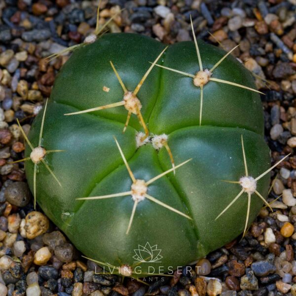 Gymnocalycium horstii
