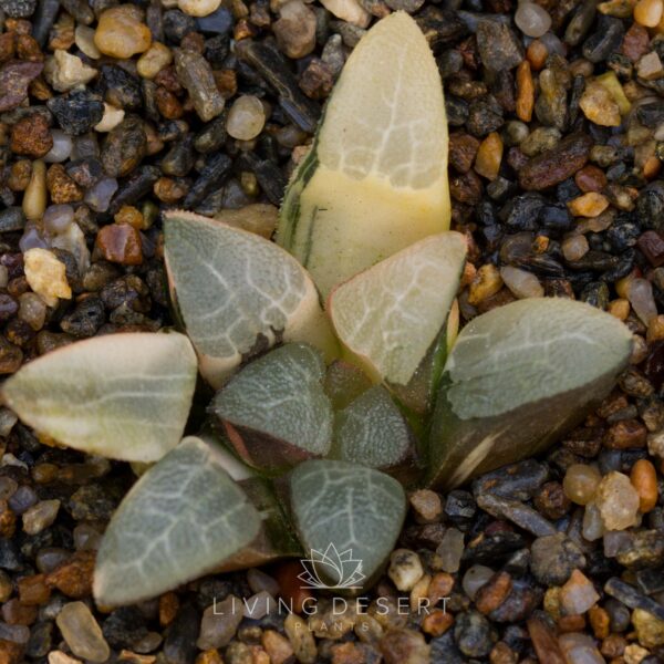 Haworthia bayeri f. variegata