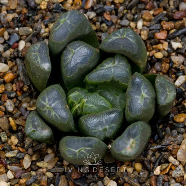 Haworthia maughanii